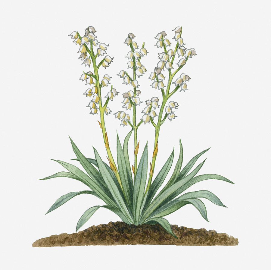 Illustration Of Yucca Baccata (datil Yucca, Banana Yucca) Bearing White Hanging Flowers On Long Stems With Long Green Leaves Digital Art by Michelle Ross