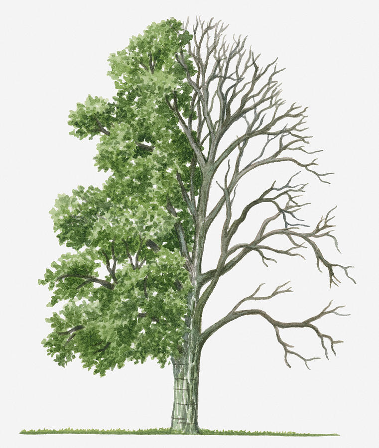 Summer Digital Art - Illustration Showing Shape Of Deciduous Acer Davidii (pere Davids Maple) Tree With Green Summer Foliage And Bare Winter Branches by Michelle Ross