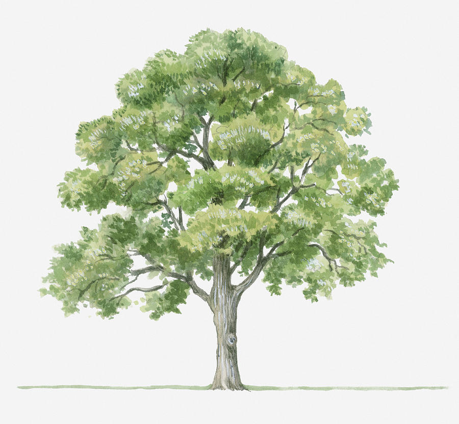 Illustration Showing Shape Of Quercus Ilex (holm Oak) Tree Bearing