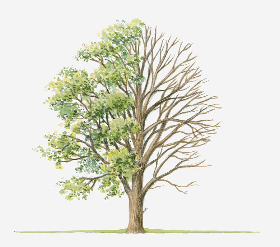 Illustration Showing Shape Of Ulmus Glabra (wych Elm) Tree With Green Summer Foliage And Bare Winter Branches Digital Art by Dorling Kindersley