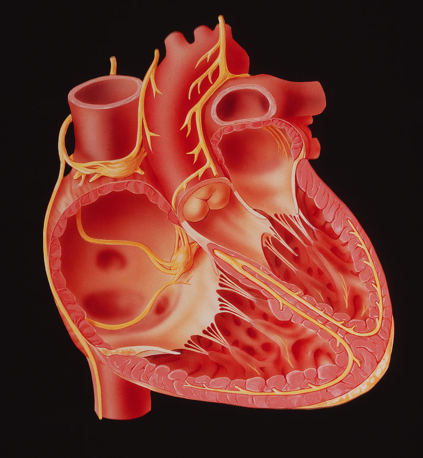 Illustration Showing The Nerves Of The Human Heart Photograph by David