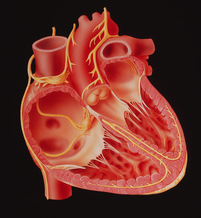 Illustration Showing The Nerves Of The Human Heart Photograph by David ...