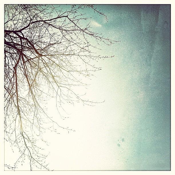 Tree Photograph - #ilovebranches #ilovebaretrees #brannan by S Webster
