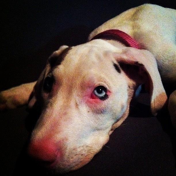 Harlequin Photograph - #ilovemydog #blueeyes #puppy #love by Samantha Huynh