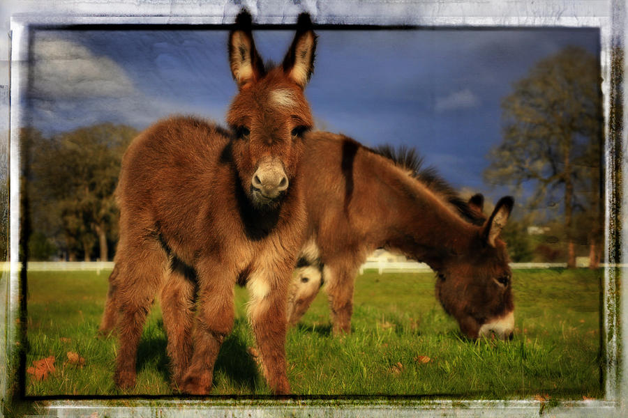 Donkey Photograph - Im A Star by Tiana McVay