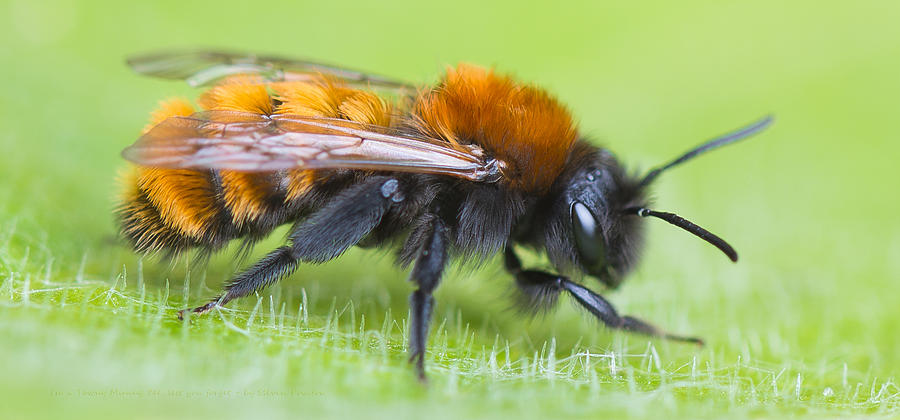 Insects Photograph - Im a Tawny mining bee Andrena fulva lest you forget by Steven Poulton