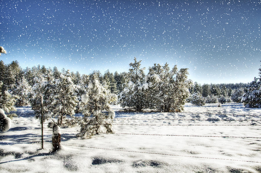 Im Dreaming of a White Christmas  Photograph by Saija Lehtonen