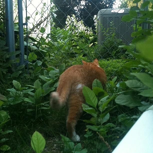 Im Exploring Mums Jungle Of A Yard! Photograph by Abby Edwards