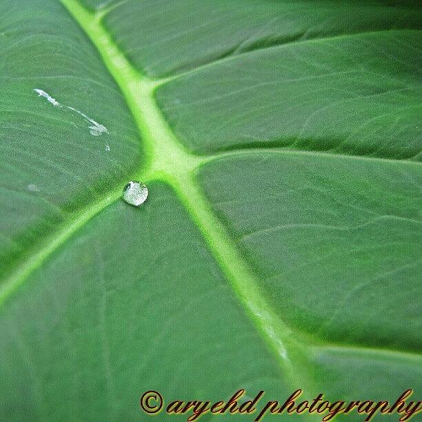 Leaf Photograph - Im Going To Be Posting More Pix From by Aryeh D