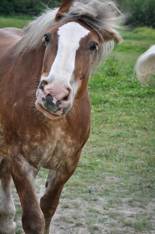 I'm Going To Sneeze Photograph By Ronda Broatch