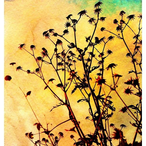Nature Photograph - Im In Love With The Dried Out Nature by Melanie Stork