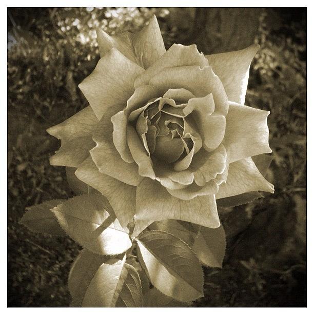 Rose Photograph - Im Old Fashion by Mike Maginot