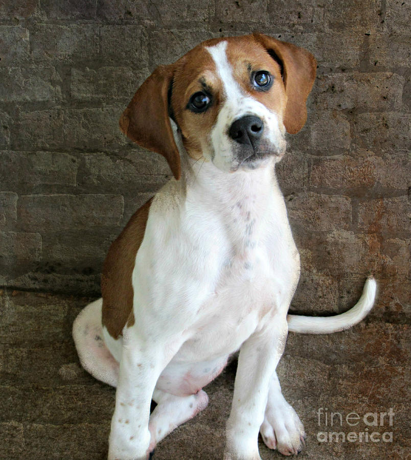 Im Ready     Beagle Mix Puppy  Photograph by Peggy Franz