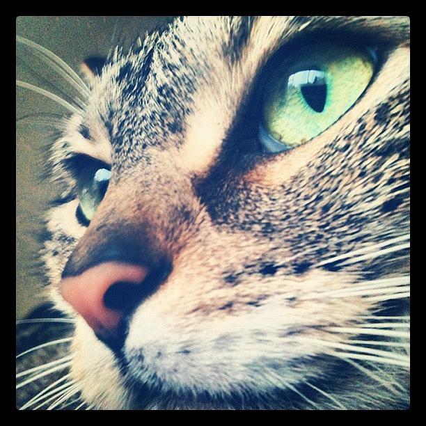 Cat Photograph - Im Ready For My Close Up! #tabby by Emma Smith