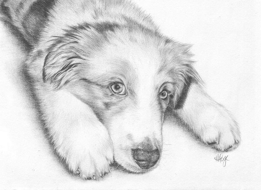 I'm Sorry - Australian Shepherd Puppy by Heather Page