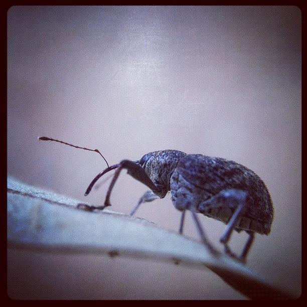 Insects Photograph - Image Created With #snapseed by Dave Edens