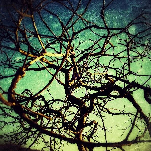 Tree Photograph - Image Created With #snapseed #hiking by Cortney Herron