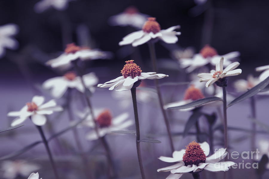 Daisy Photograph - Imagine f02a by Variance Collections