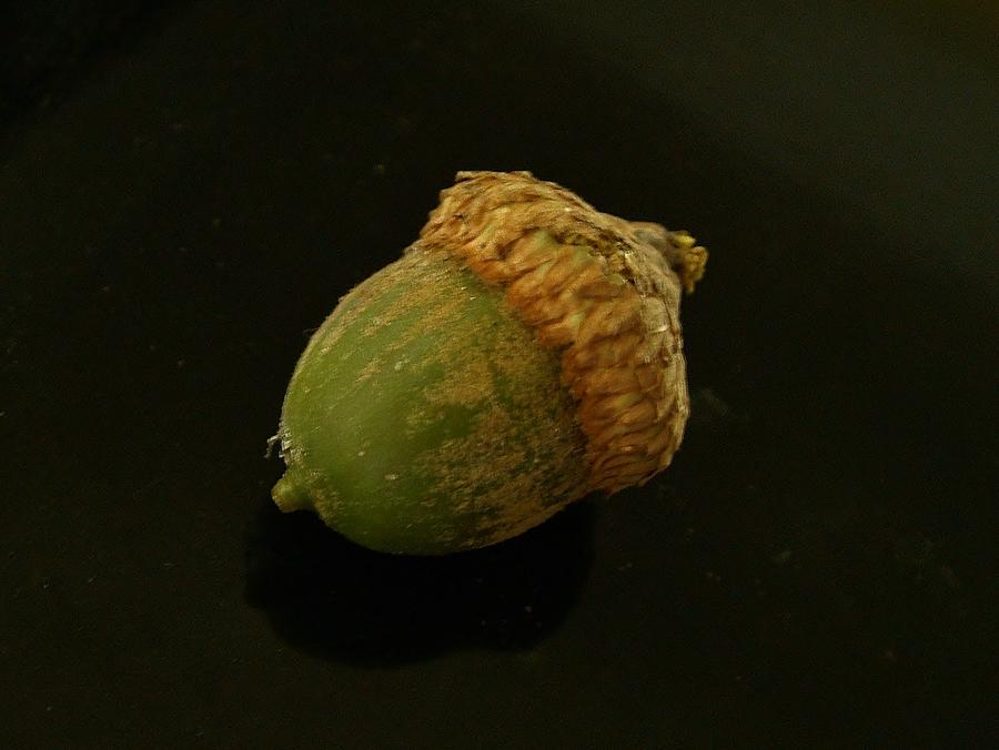 Nature Photograph - Immature Acorn by Rory Cubel