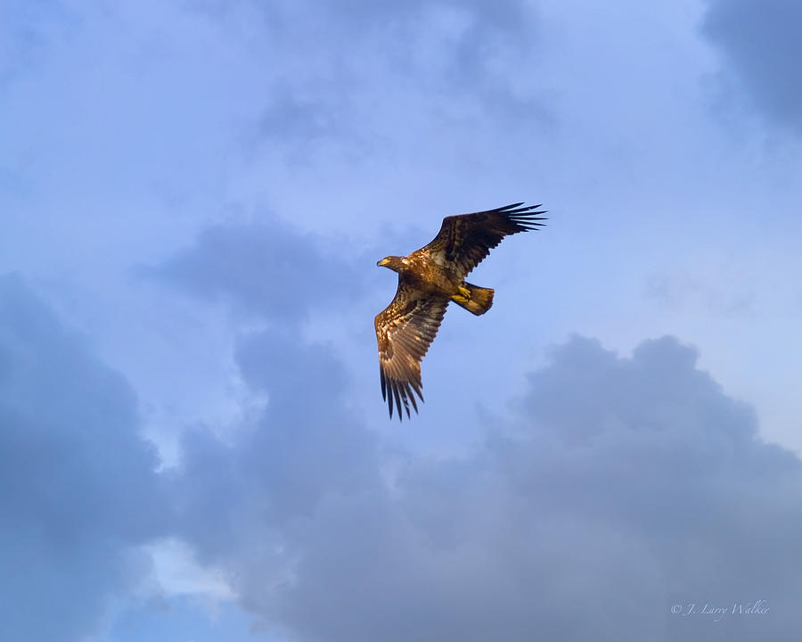 Immature Bald Eagle Flying By Digital Art by J Larry Walker
