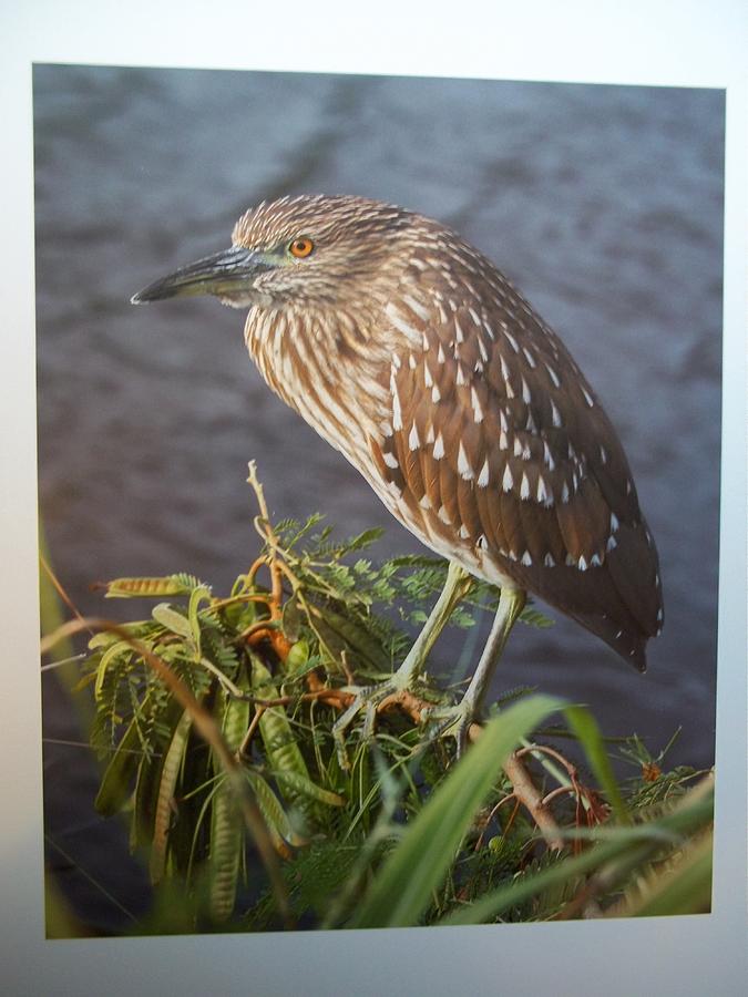 Immature Black-Crowned Night Heron Photograph by Sarah Sterling - Pixels