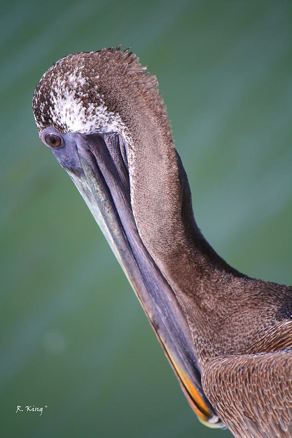 Feather Photograph - Immature Brown Pelican by Roena King