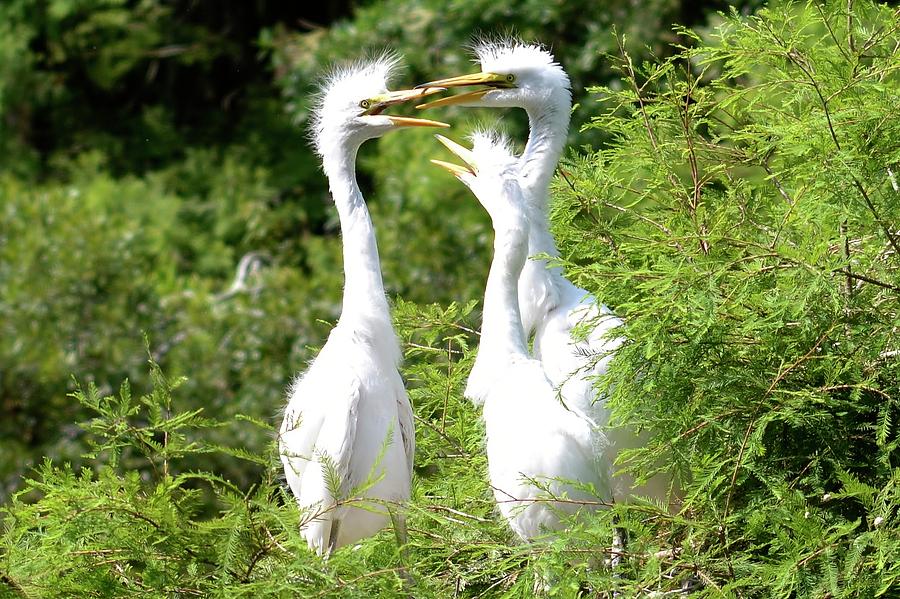 Immature Egrets Photograph by Bill Hosford