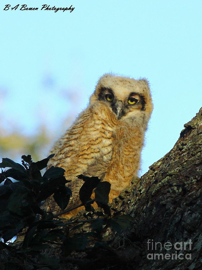 Immature Great Horned Owl Photograph by Barbara Bowen