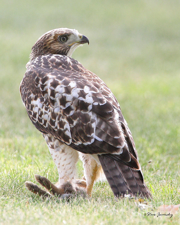 Immature Red Tail Hawk Photograph by Steve Javorsky