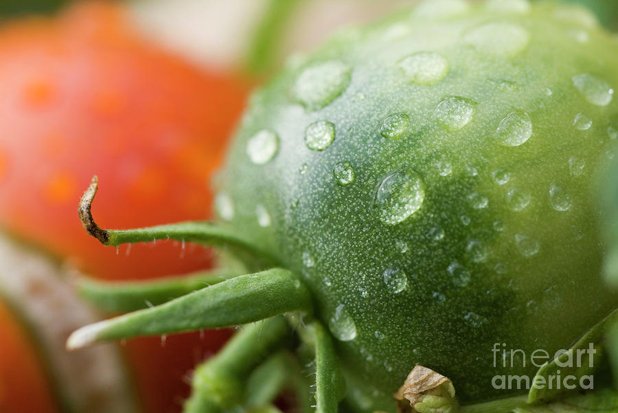 Nature Photograph - Immature tomatoes by Sami Sarkis