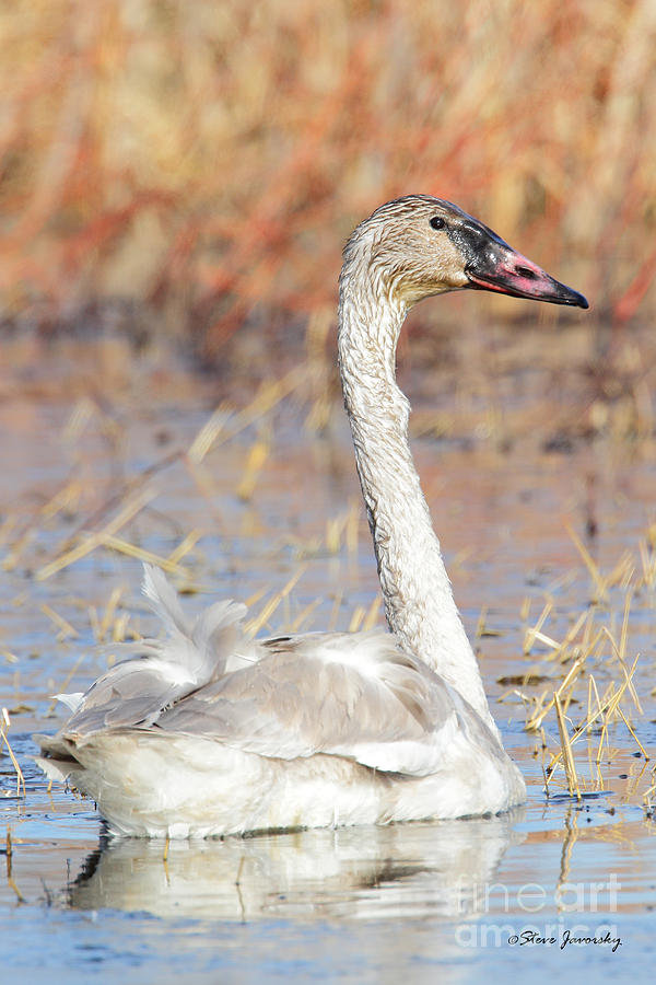 Immature Trumpeter Swan Photograph by Steve Javorsky