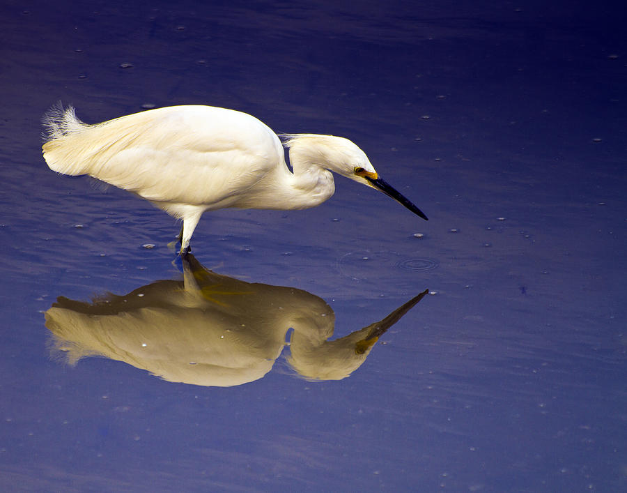 Immature White Egret Photograph by Bill Barber