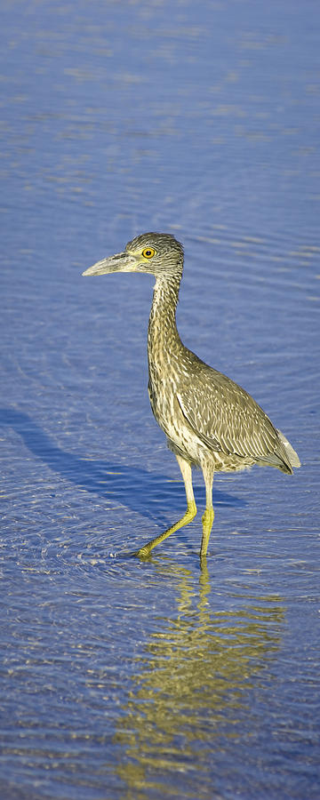 Heron Photograph - Immature Yellow Crowned Night Heron  by Patrick Lynch