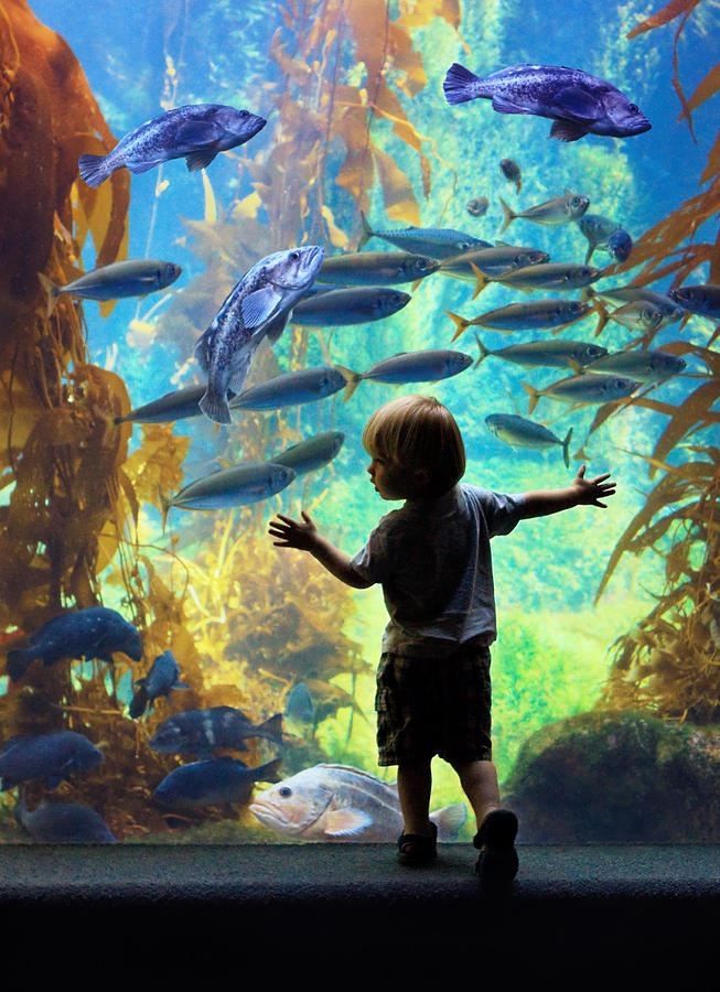Aquarium Photograph - Immersion by Donna Pagakis Aquarium Photograph - Immersion by Donna Pagakis