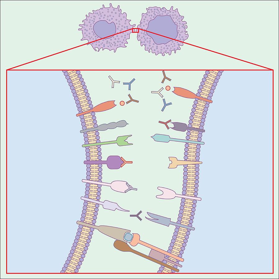 Immune System, Artwork by Peter Gardiner