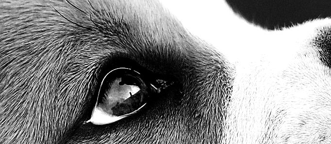 Dog Photograph - Impact by Emma Sears