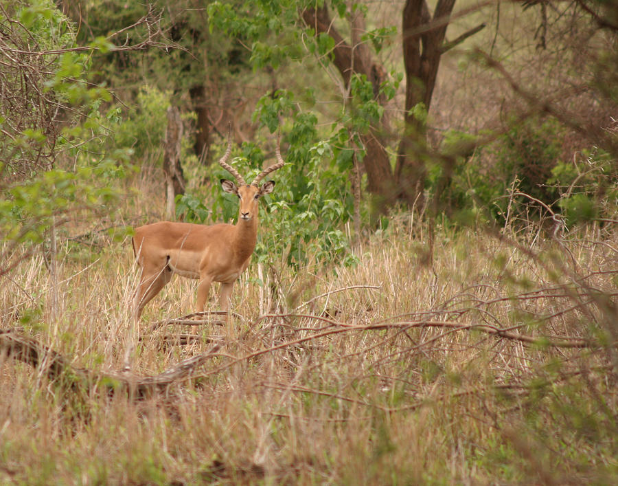 Impala at Kruger Photograph by Joseph G Holland