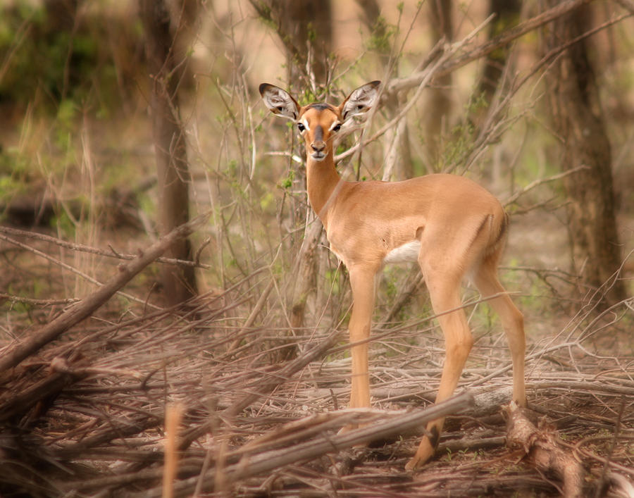 Impala Photograph - Impala Fawn Kruger Park South Africa by Joseph G Holland