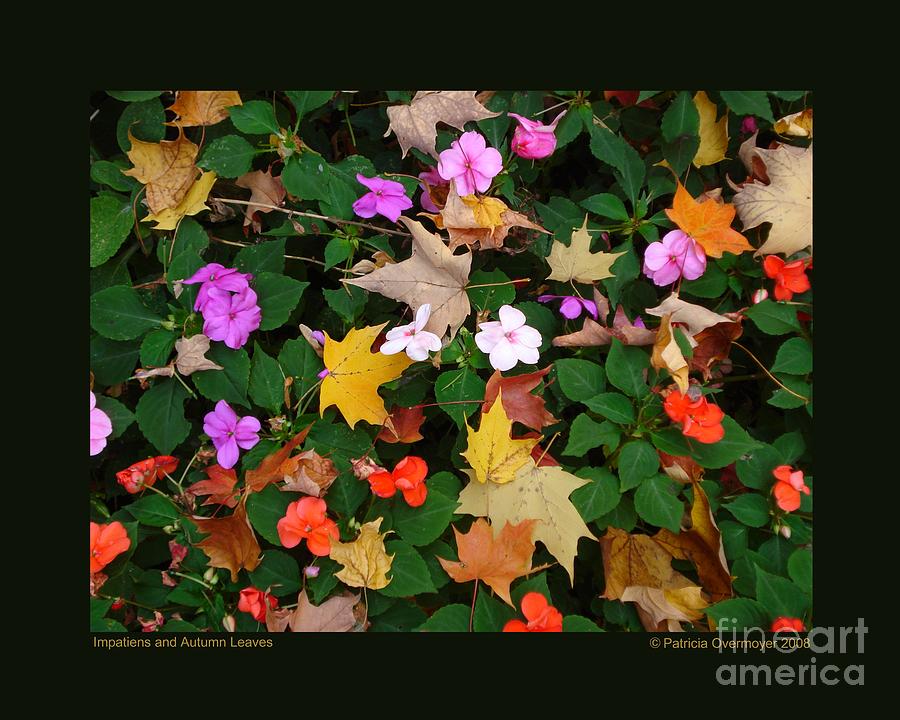 Impatiens and Autumn Leaves Photograph by Patricia Overmoyer