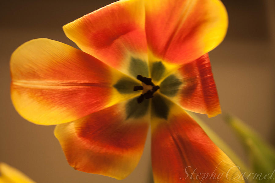 Imperfection is Beauty Photograph by Stephanie More Fine Art America