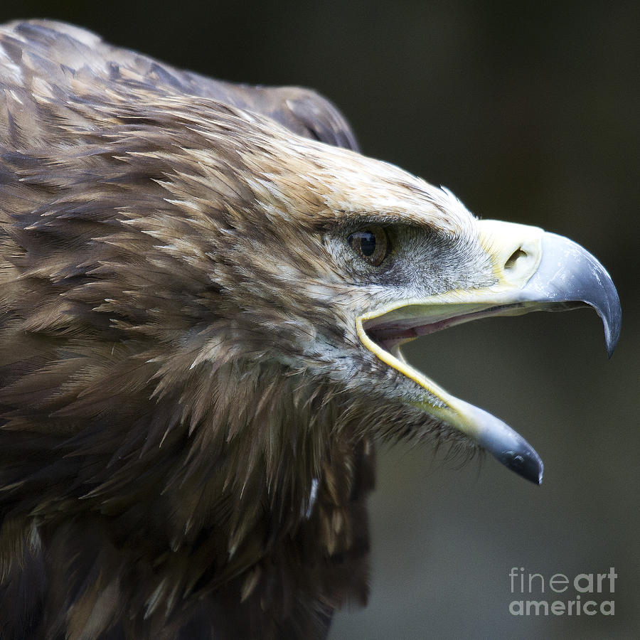 Imperial Eagle 2 Photograph by Heiko Koehrer-Wagner