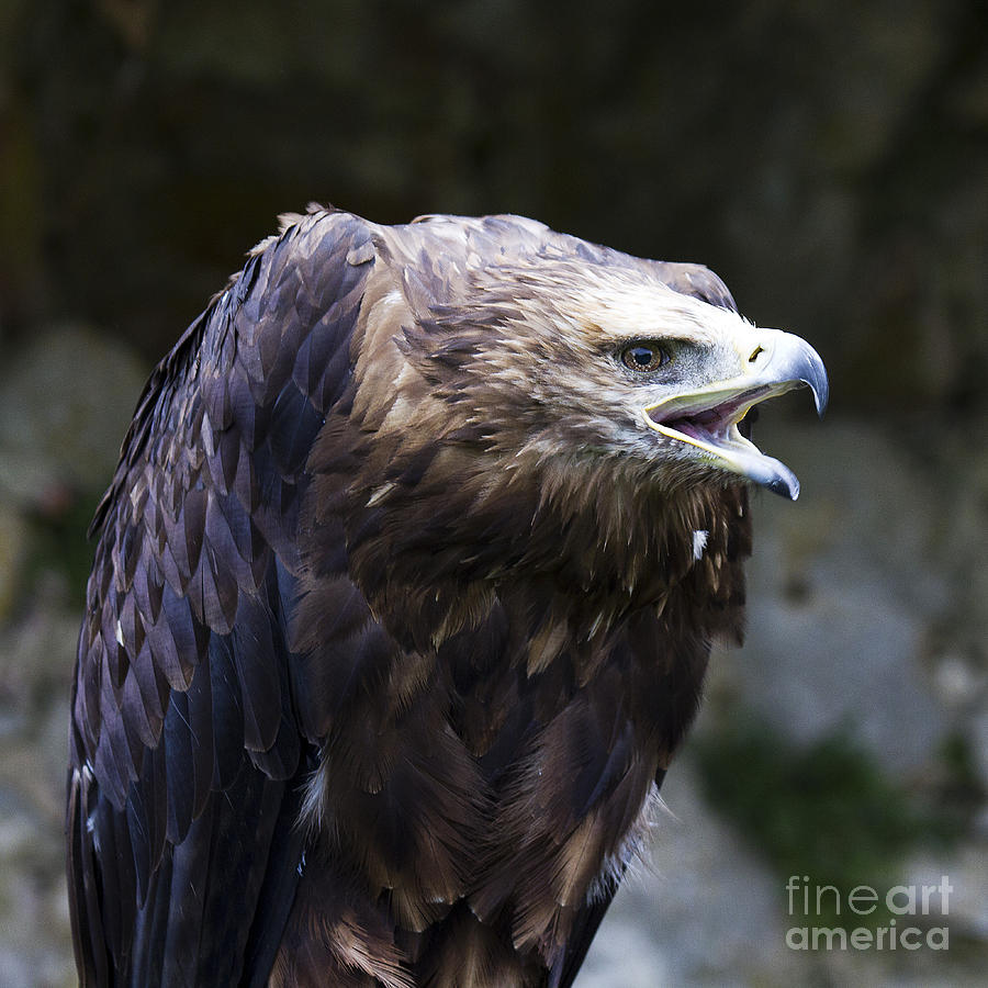 Imperial Eagle 3 Photograph by Heiko Koehrer-Wagner