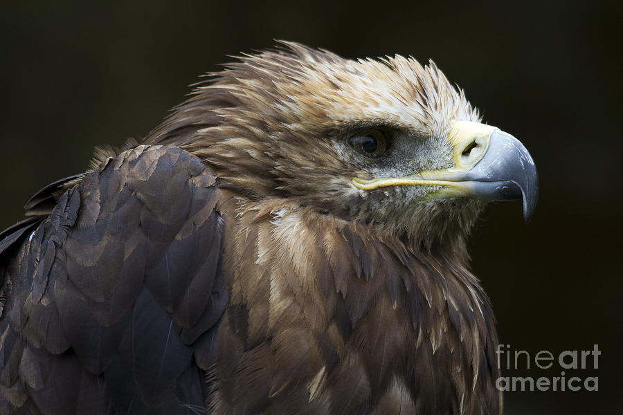 Imperial Eagle 4 Photograph by Heiko Koehrer-Wagner