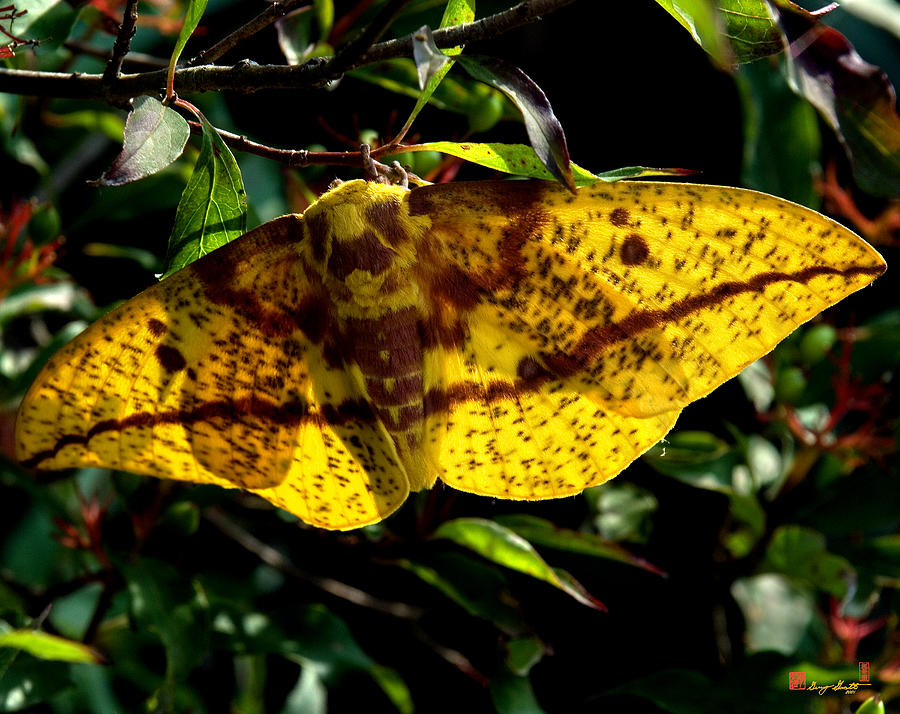Imperial Moth DIN053 Photograph by Gerry Gantt