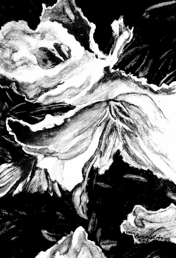 Impression of Azaleas in Black and White Photograph by Antonia Citrino