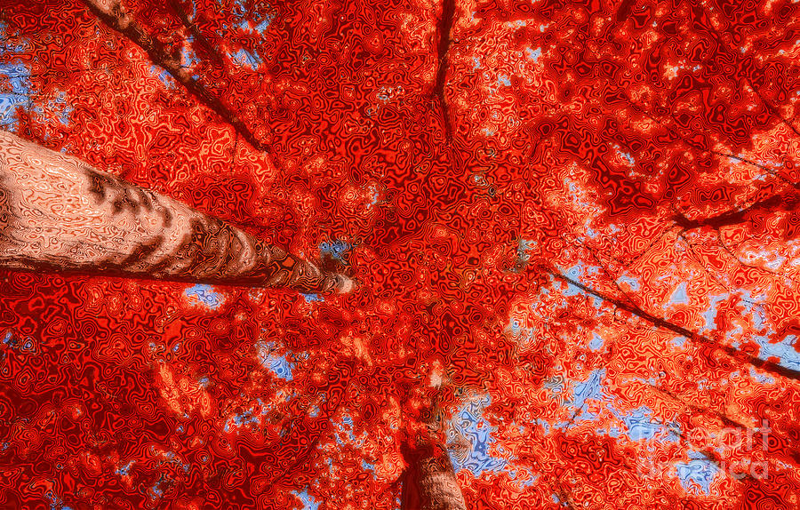 Impression of Red Maple Photograph by Charline Xia