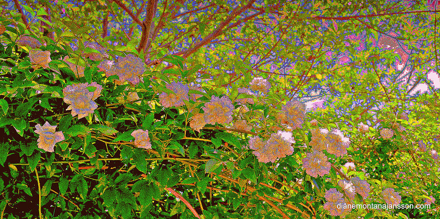 Impressionist Roses Photograph by Diane montana Jansson