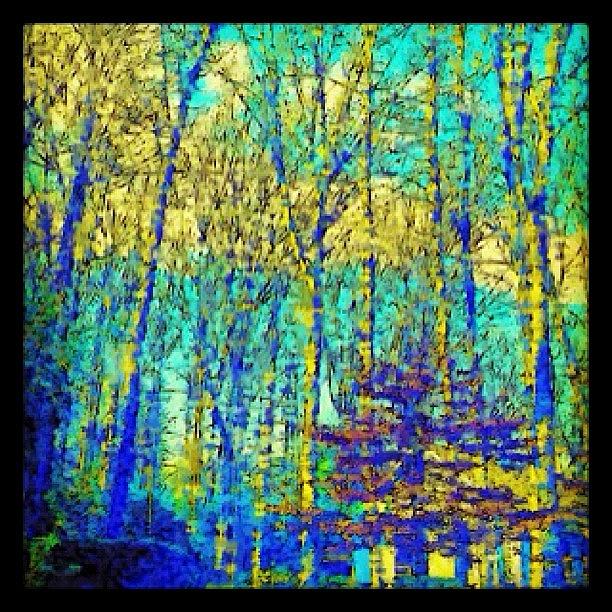 Impressionist Trees Photograph by Kim Cafri