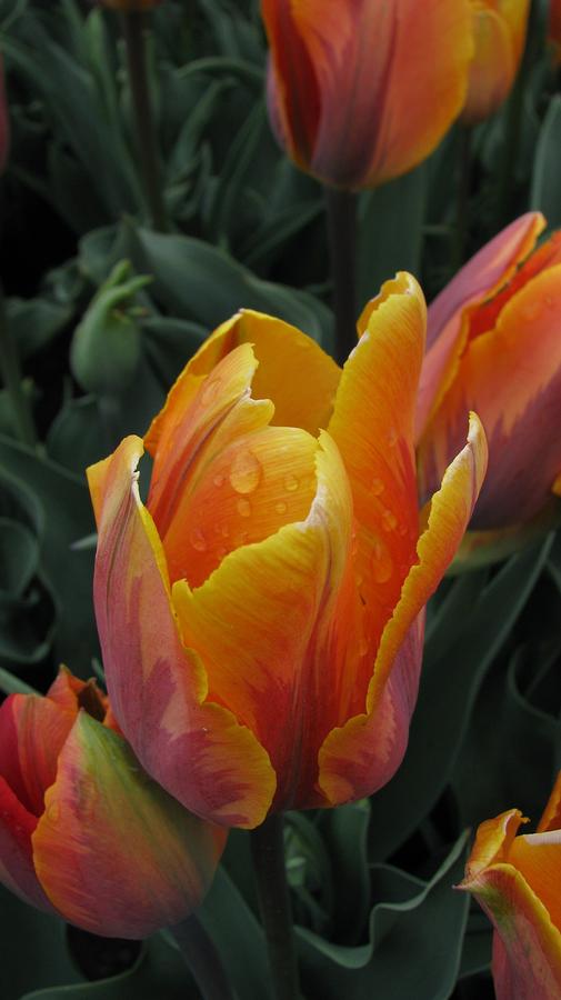 Nature Photograph - Impressionist Tulip by Sheila Rodgers