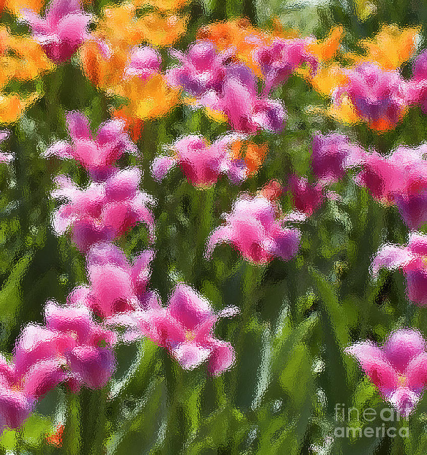 Impressionist tulips in a field Photograph by Tim Mulina